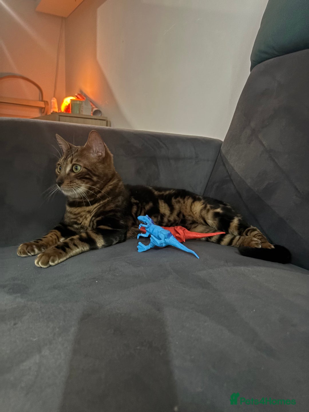 Bengal cats for sale: URGENT – 10-Month-Old Bengal Kitten – £250  - Advert 1