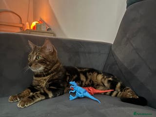 Bengal cats URGENT – 10-Month-Old Bengal Kitten – £250 - Advert 1