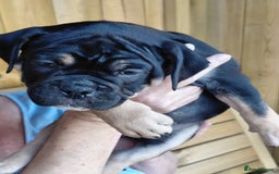 Old Tyme Bulldog dogs for sale: Old tyme bulldogs puppies ready for new homes - Image 3