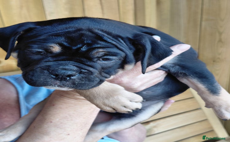 Old Tyme Bulldog dogs - Advert 10