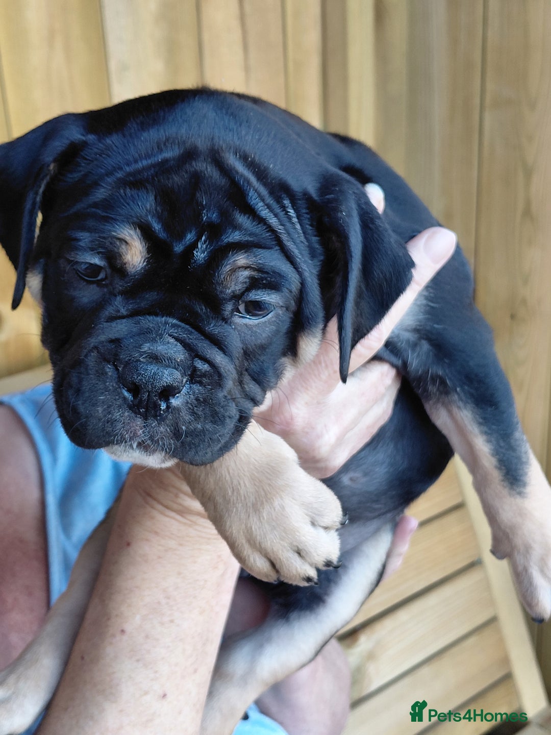 Old Tyme Bulldog dogs for sale: Old tyme bulldogs puppies ready for new homes - Image 3