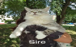 Maine Coon cats for sale: Rare 7-toed, Champion, Russian Maine coon kittens - Image 3