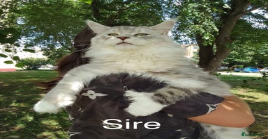 Maine Coon cats - Advert 15