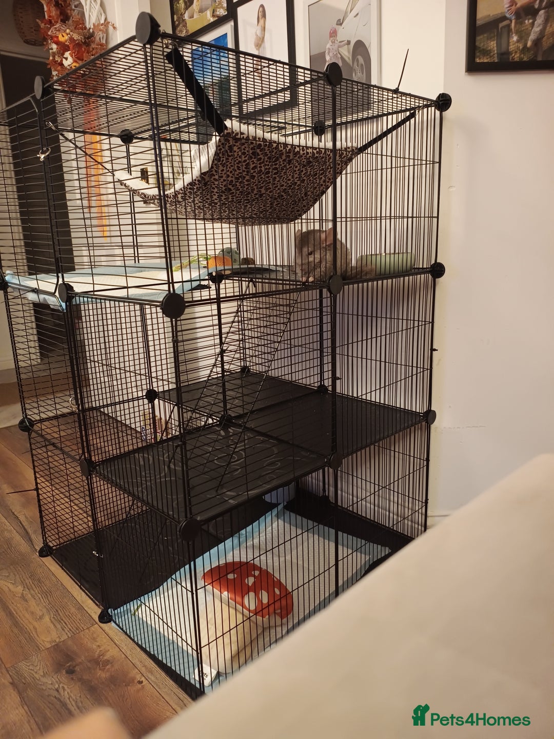 Chinchilla rodents for sale: Chinchila  - Advert 4