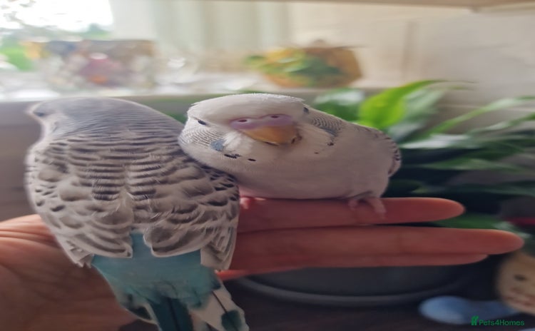 Budgerigars birds - Advert 9