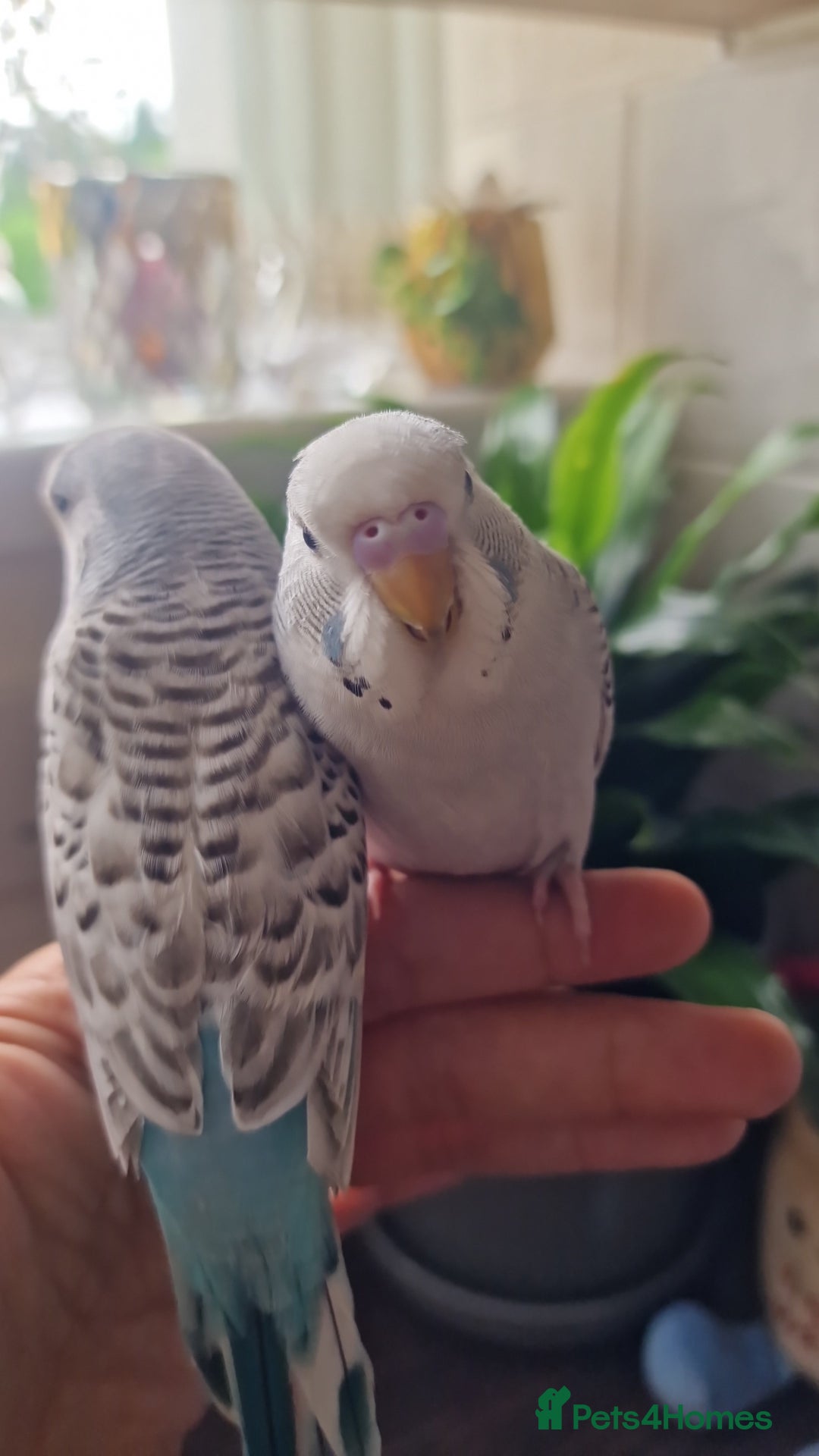 Budgerigars birds for sale: Beautiful baby budgie - Image 1