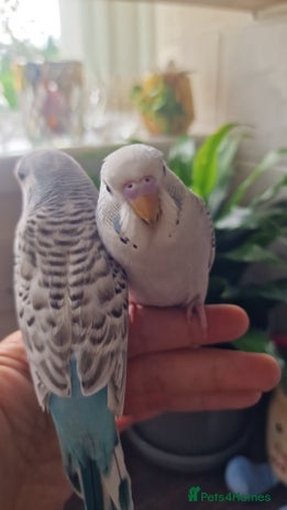 Budgerigars birds - Advert 9