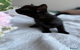 Mixed Breed cats for sale: Adorable Kittens Looking for Their Forever Homes ✨ - Image 25
