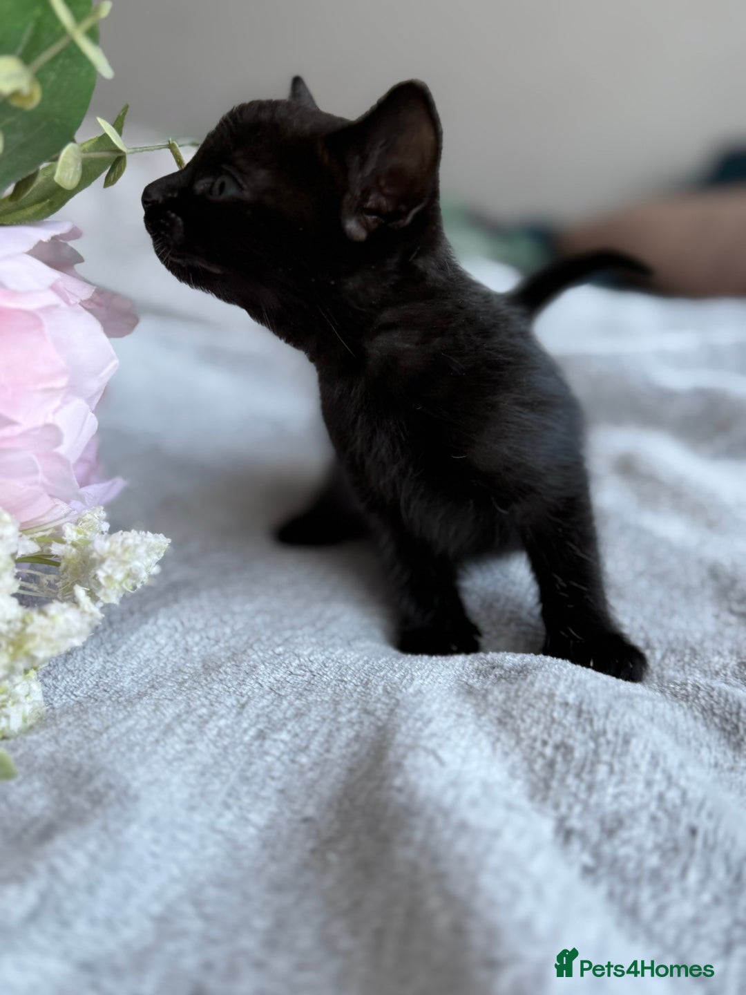 Mixed Breed cats for sale: Adorable Kittens Looking for Their Forever Homes ✨ - Image 25