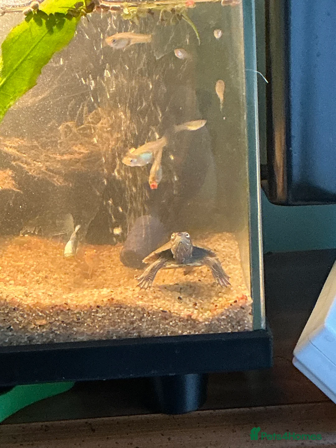 Turtle reptiles for sale: 2 young mississippi map turtles - Advert 8
