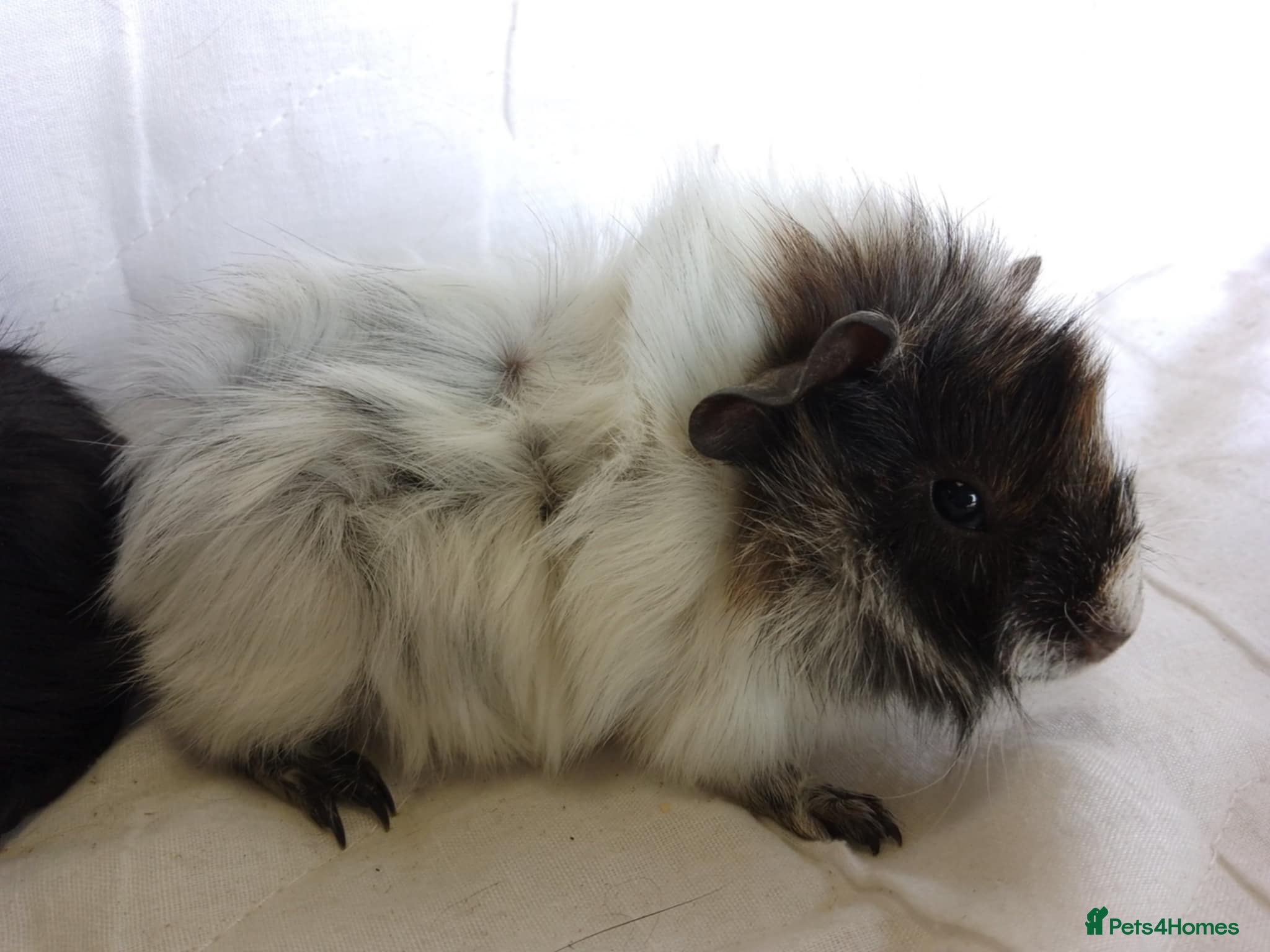 Guinea Pig rodents Pair of lovely Guinea pig sisters for sale - Advert 1