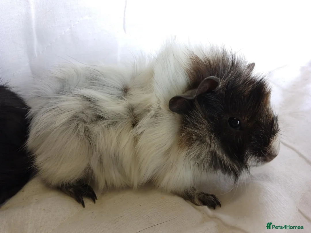 Guinea Pig rodents for sale: Pair of lovely Guinea pig sisters for sale - Advert 1