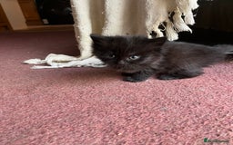 Mixed Breed cats for sale: Very friendly beautiful fluffy kittens  - Image 13