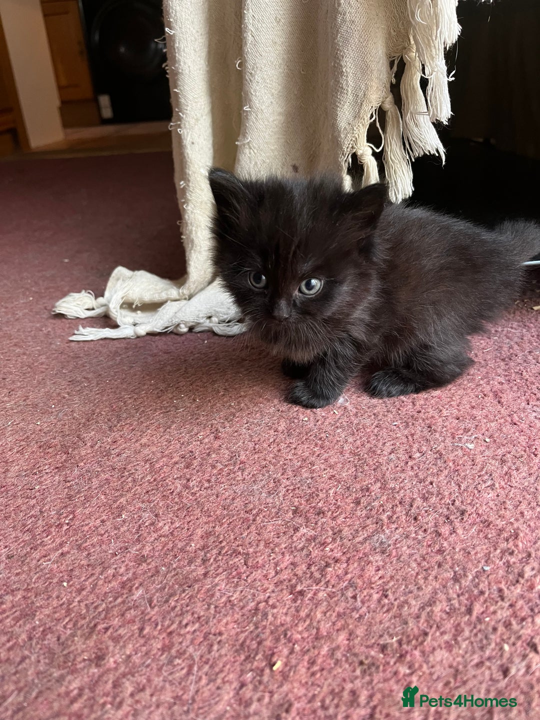 Mixed Breed cats for sale: Very friendly beautiful fluffy kittens  - Image 13