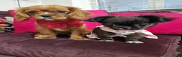 Cavalier King Charles Spaniel dogs for sale: Queenie kennel club female  - Advert 6