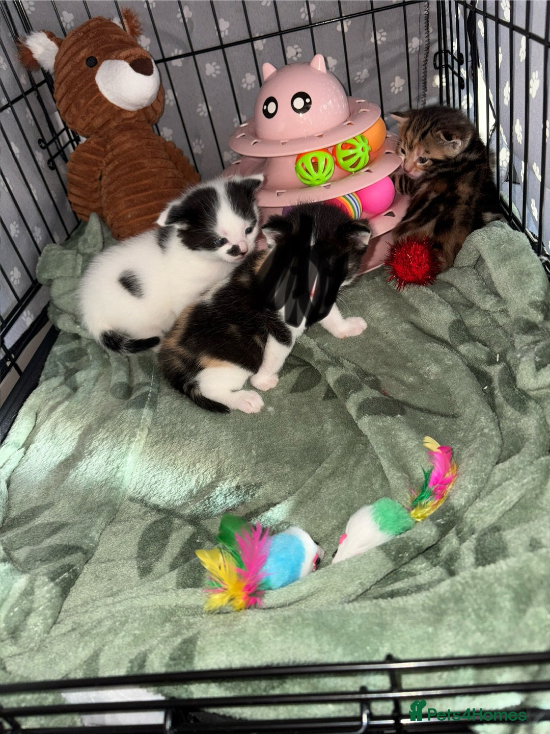 Oriental cats for sale: 1 male & 1 female kitten  - Image 1
