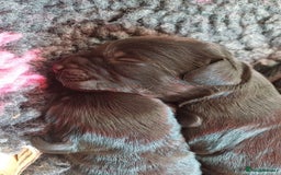 Cockapoo dogs for sale: ✨ F2 Cockapoo Puppies – Ready mid Nov ✨ - Image 7