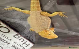 Bearded Dragon reptiles for sale: 🔥SALE🔥LAST 4 Baby Bearded Dragons ### £140 ##  - Image 5