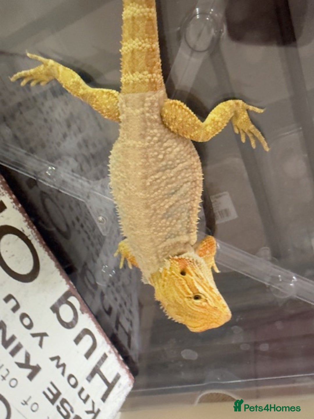Bearded Dragon reptiles for sale: 🔥SALE🔥LAST 4 Baby Bearded Dragons ### £140 ##  - Image 5