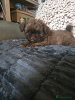 Mixed Breed dogs Stunning chocolate Shihtzu x Chihuahua Pups - Advert 3