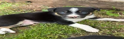 Border Collie dogs for sale: Border collie pups ready to leave now - Advert 32