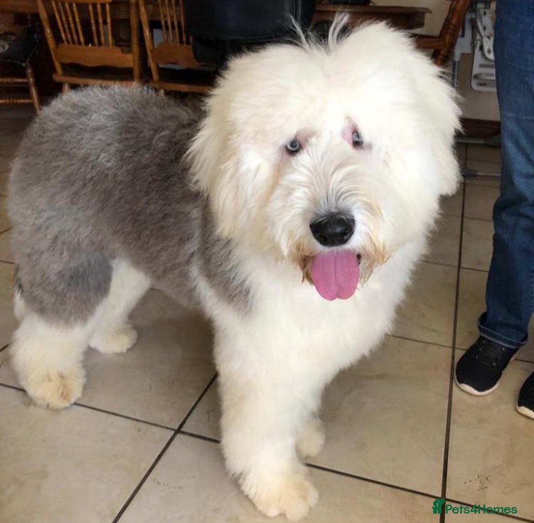 Old English Sheepdog dogs for sale: HEALTH TESTED OLD ENGLISH SHEEPDOG PUPPIES  - Advert 2