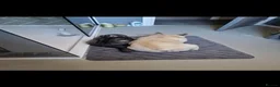 Scottish Fold cats for sale: 2 year old Scottish fold black smoke cat for sale - Advert 5