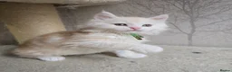 Maine Coon cats for sale: RARE Red High Silver Stunning Maine Coons Boys - Advert 20