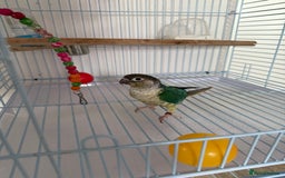 Conures birds for sale: 1 Yellow Sided Turquoise Conure - Image 4