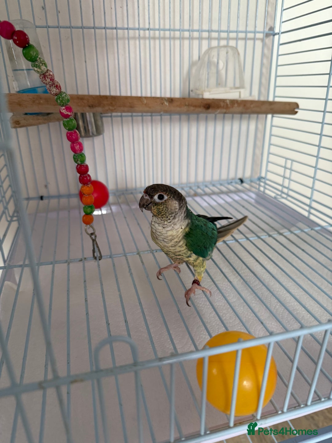 Conures birds for sale: 1 Yellow Sided Turquoise Conure - Image 4