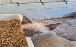 Siamese cats for sale: 2 beautiful siamese kittens  - Image 5