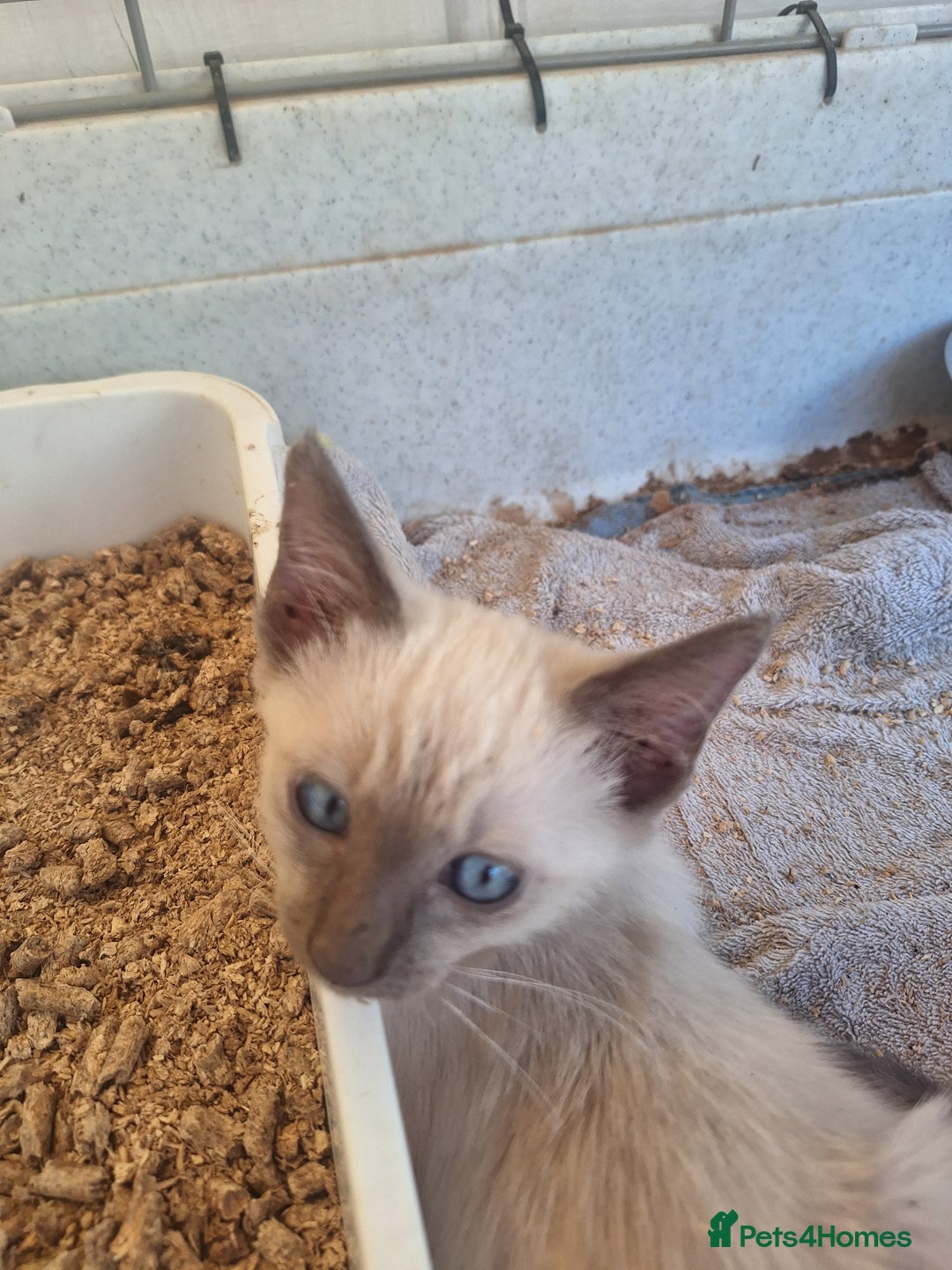 Siamese cats for sale: 2 beautiful siamese kittens  - Image 5