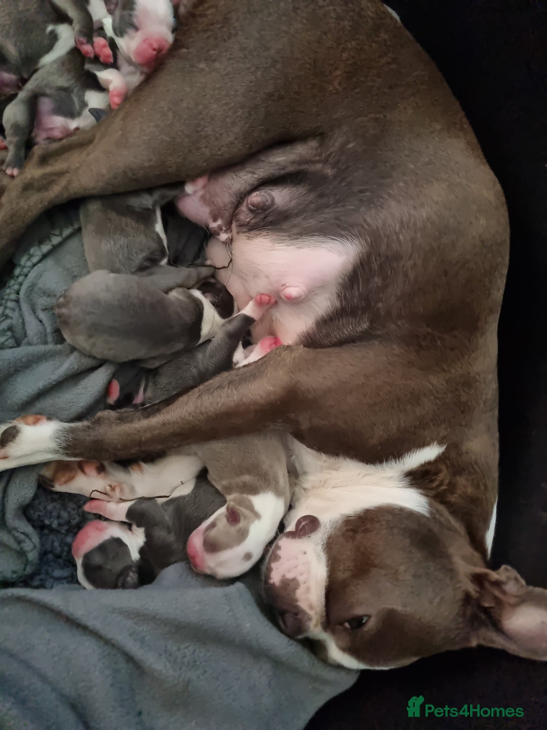 Boston Terrier dogs for sale: Outstanding Blue/Champagne Boston pups - Image 1