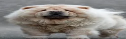 Chow Chow dogs for sale: 🧸Beautiful chow chow puppies 🧸 - Advert 12