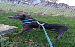 Mixed Breed dogs for sale: Great Dane cross  - Advert 2