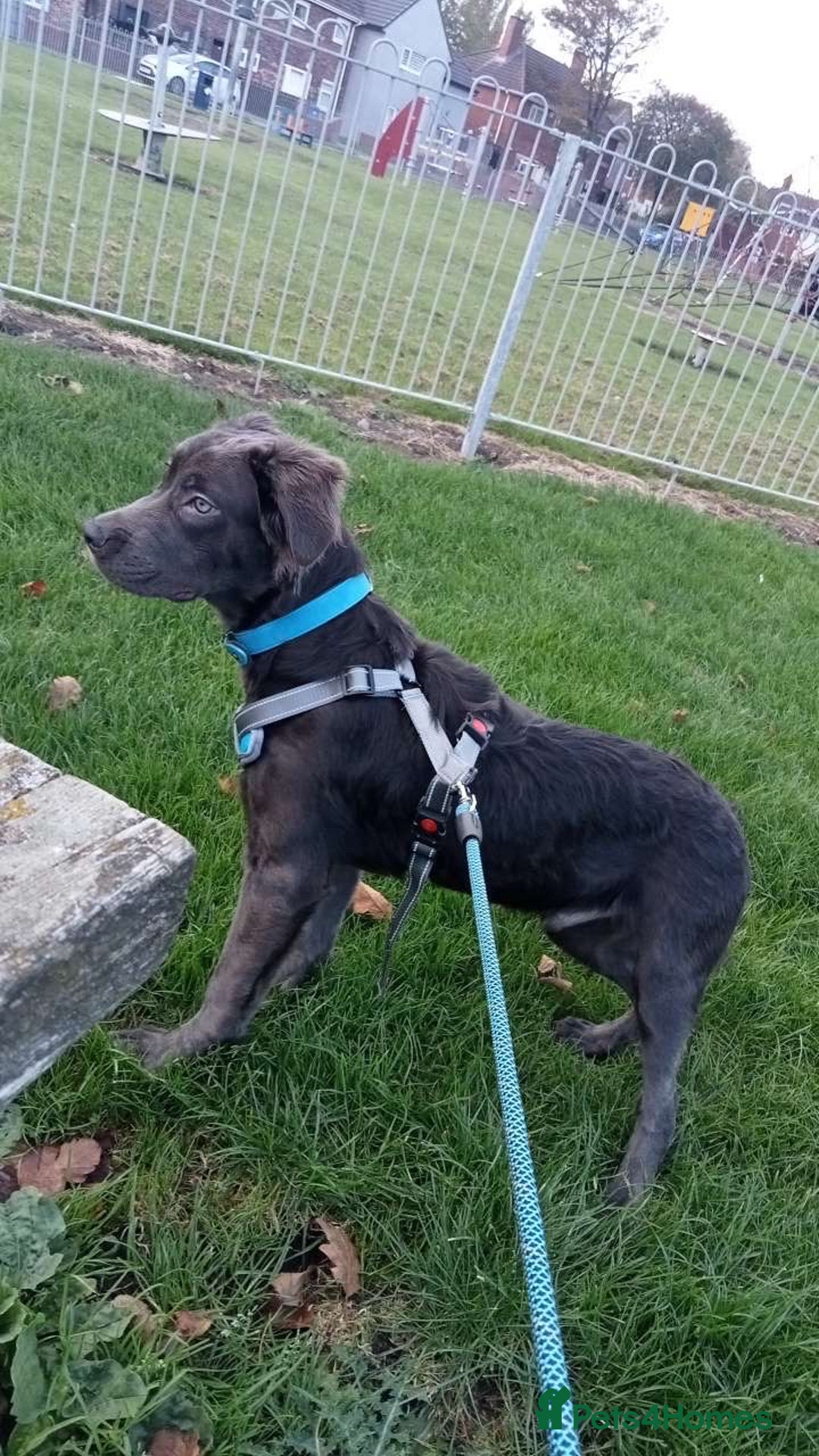 Mixed Breed dogs for sale: Great Dane cross  - Advert 2