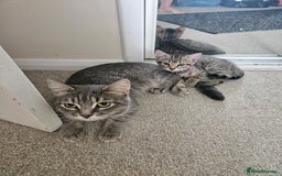 Domestic Shorthair cats for sale: Bengal cross kittens longhaired and shorthaired - Image 6