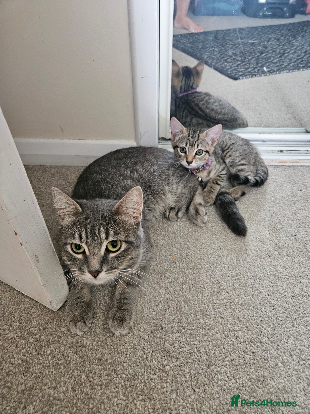 Domestic Shorthair cats for sale: Bengal cross kittens longhaired and shorthaired - Image 6