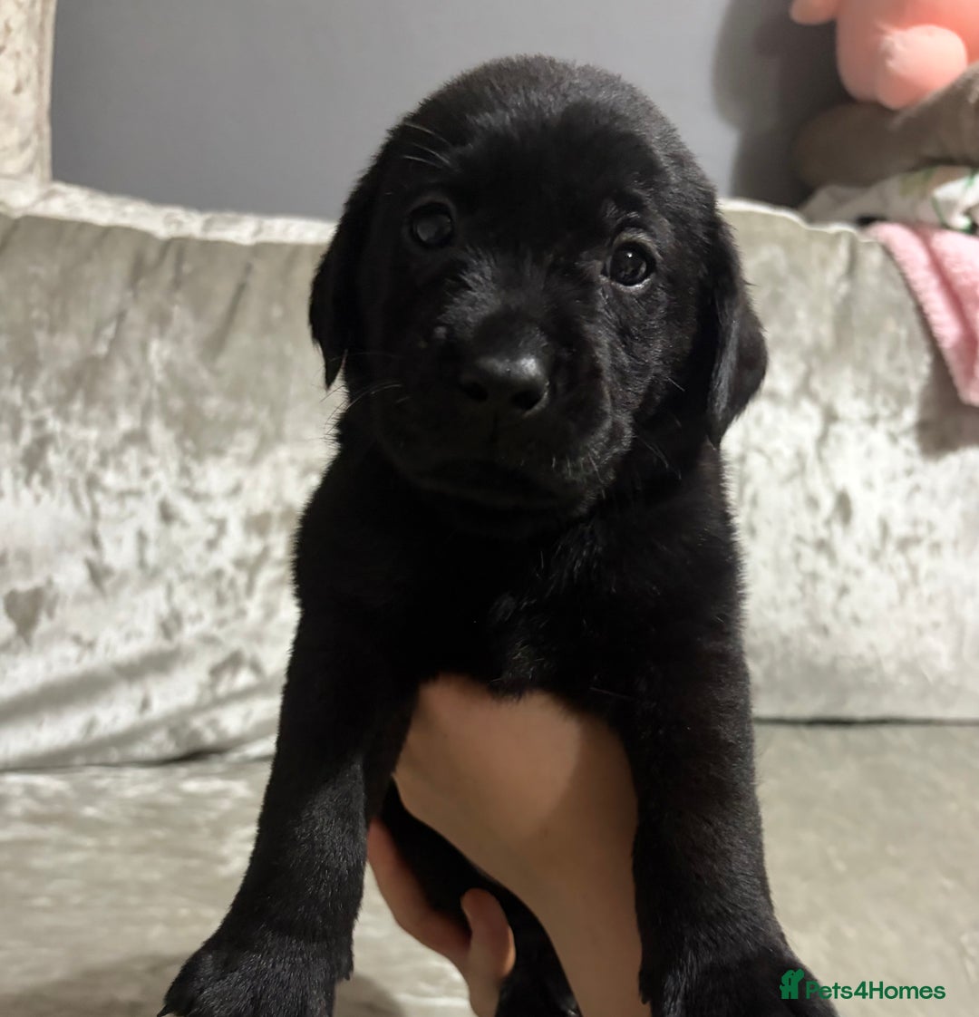Labrador Retriever dogs for sale: KC labrador retriever puppies - Advert 7
