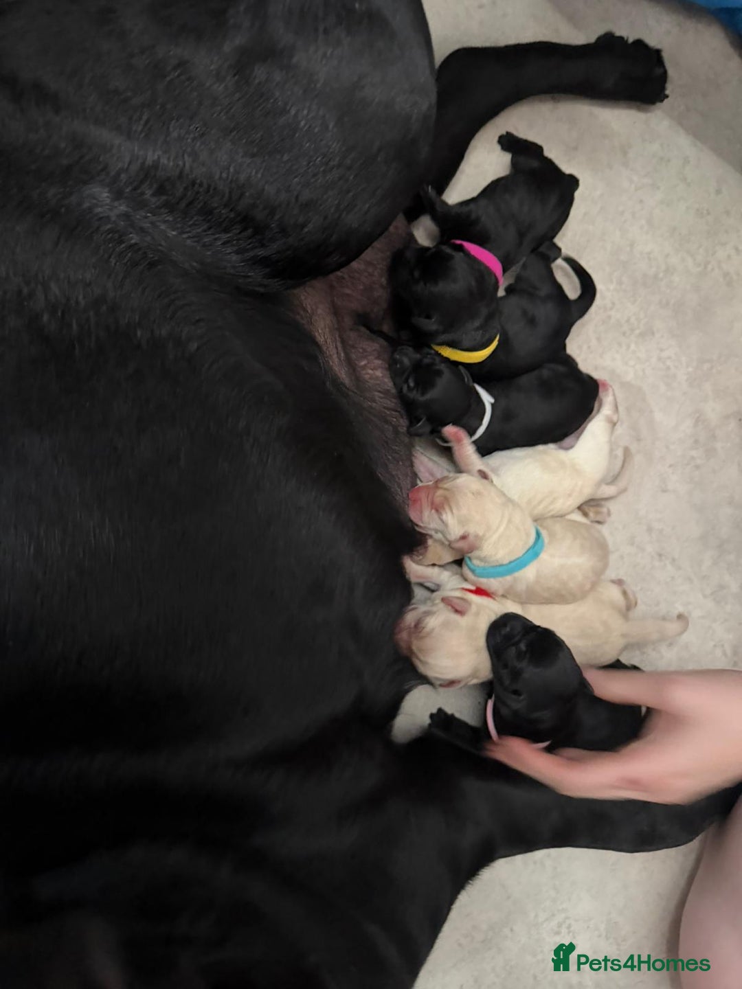 Labrador Retriever dogs for stud: Proven KC Reg, Healthy Friendly Labrador for Stud - Advert 7