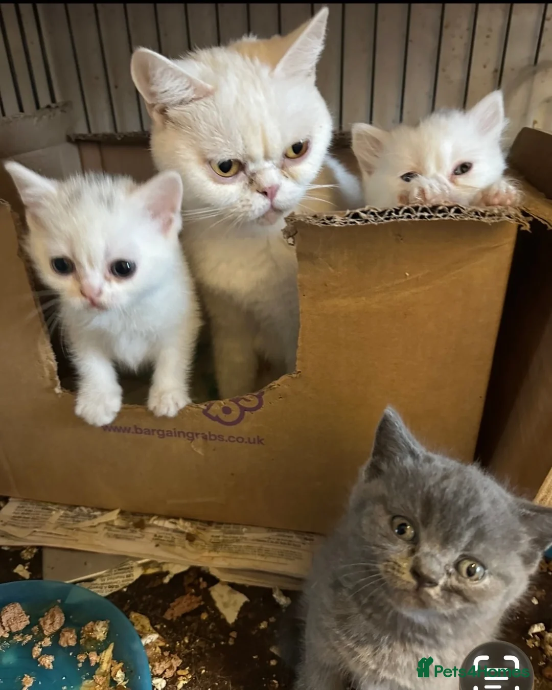 British Shorthair cats for sale: British Shorthair pedigrees Blues, White male - Advert 1