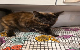 Mixed Breed cats for sale: Polydactyl mainecoon cross kittens  - Image 15
