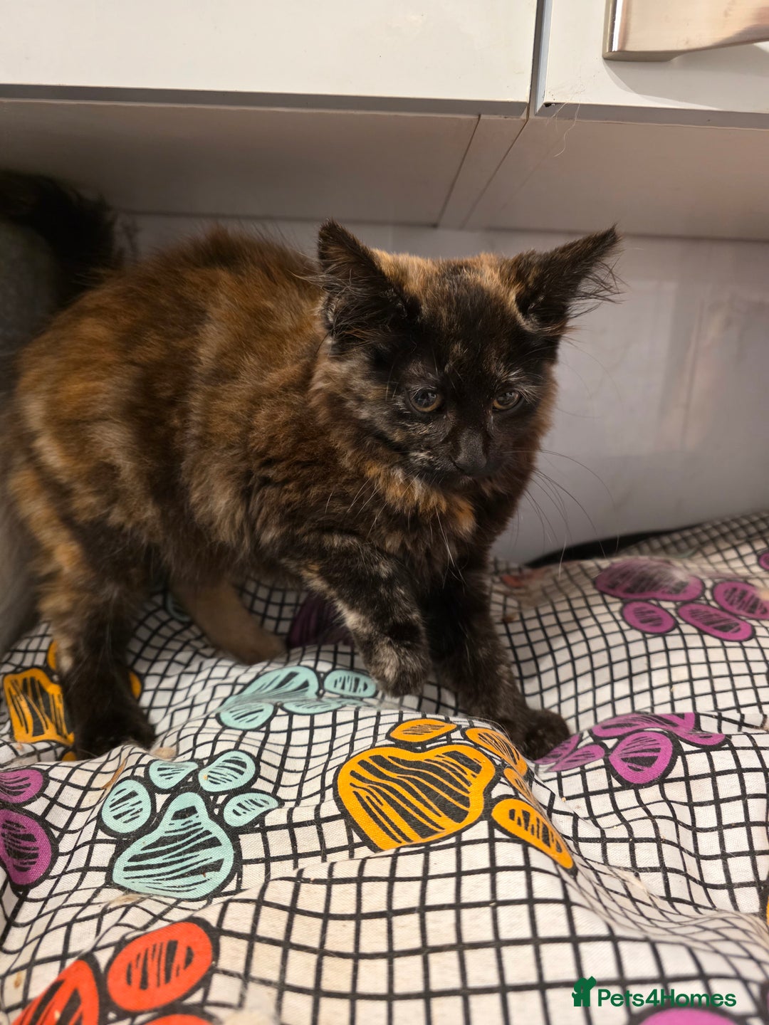 Mixed Breed cats for sale: Polydactyl mainecoon cross kittens  - Image 15