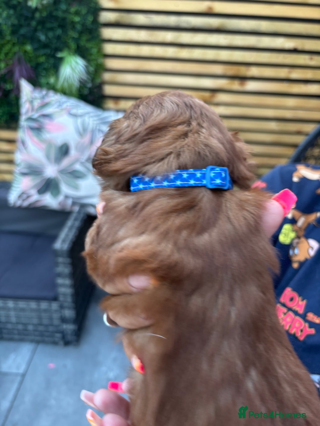 Shih Tzu dogs for sale: Shihtzu imperial  - Image 6