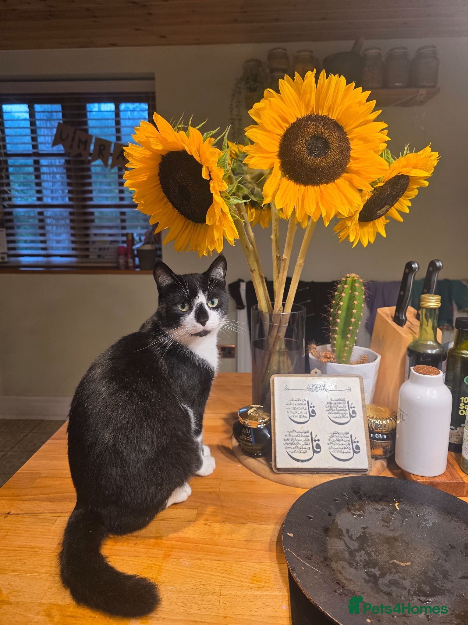 Mixed Breed cats Male Moggy - Advert 3