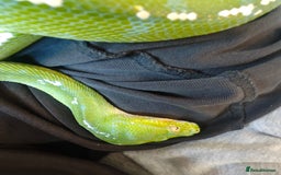 Python Snake reptiles for sale: Green tree python (aru)for sale  - Image 2