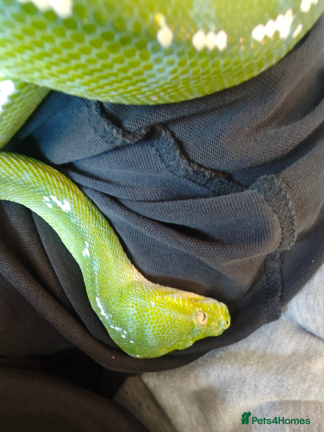 Python Snake reptiles for sale: Green tree python (aru)for sale  - Image 2