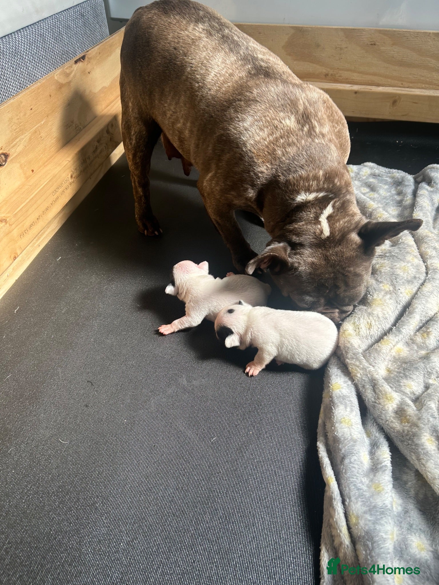 French Bulldog dogs 2 French bulldog puppies  - Advert 7