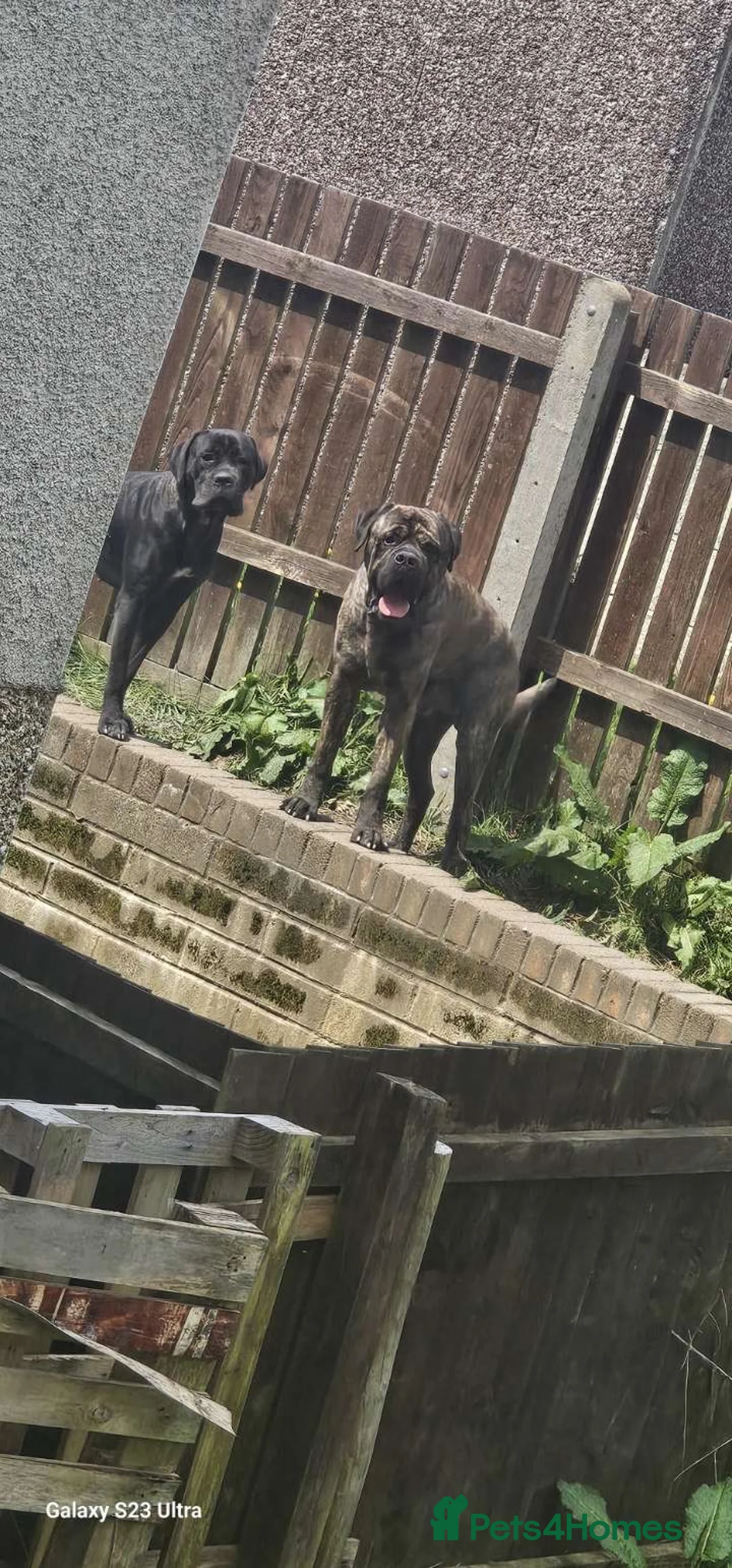 Cane Corso dogs for sale: Cane corso puppy’s  - Advert 2