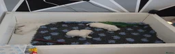 West Highland Terrier dogs for sale: Gorgeous pedigree westie pups - Advert 4